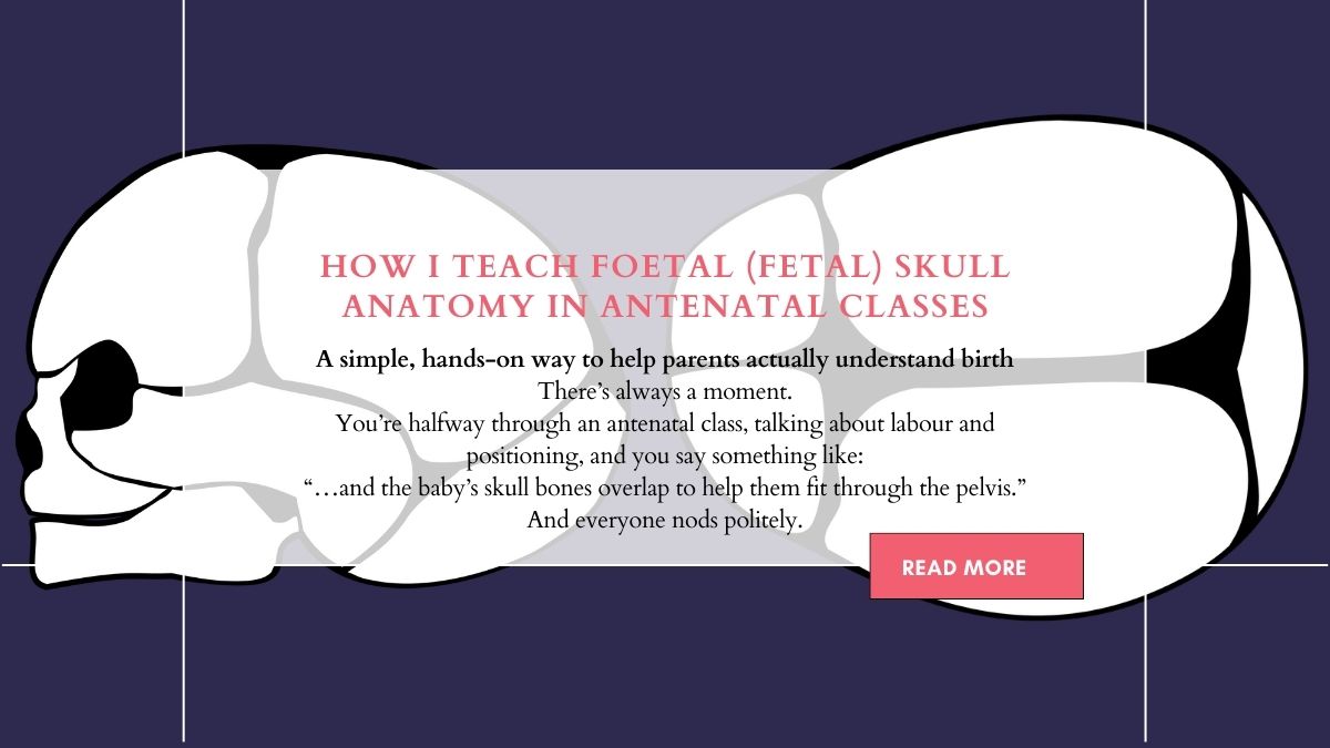 foetal fetal skull anatomy